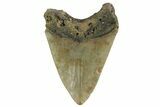 Serrated, Fossil Megalodon Tooth - North Carolina #219476-1